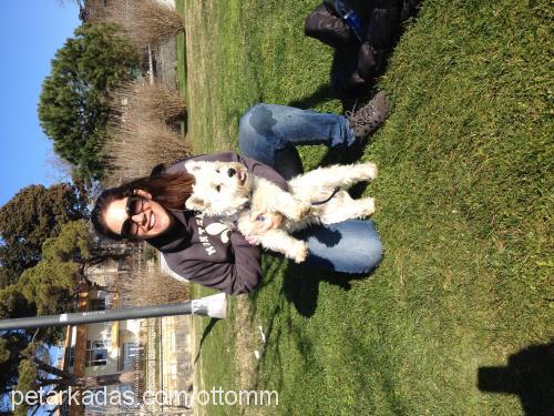 ottom Erkek West Highland White Terrier