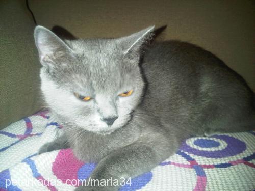 marla Dişi British Shorthair