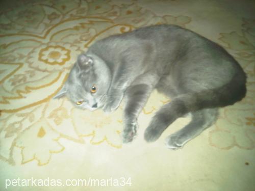 marla Dişi British Shorthair