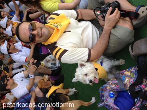 ottom Erkek West Highland White Terrier