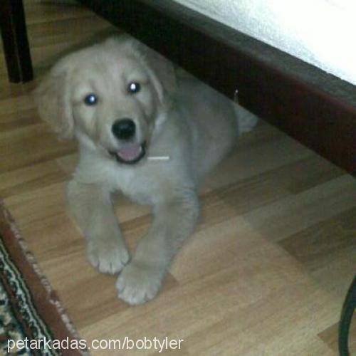 tyler Erkek Golden Retriever