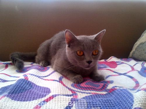 marla Dişi British Shorthair