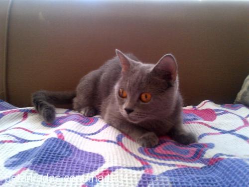 marla Dişi British Shorthair