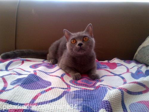 marla Dişi British Shorthair