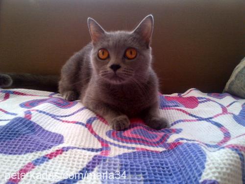 marla Dişi British Shorthair