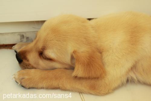 Şans Erkek Labrador Retriever