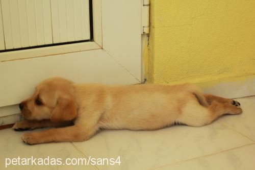 Şans Erkek Labrador Retriever