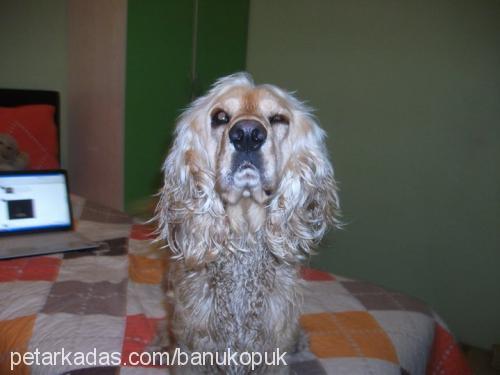 köpük Erkek İngiliz Cocker Spaniel