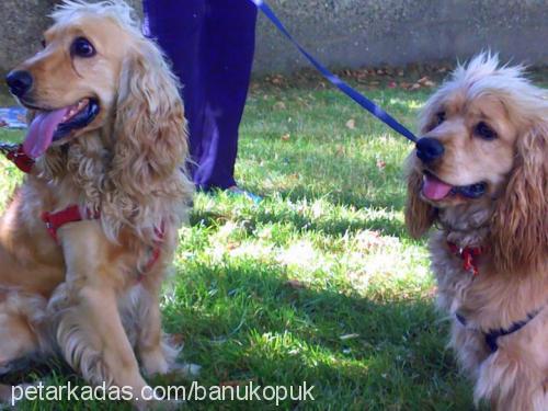 köpük Erkek İngiliz Cocker Spaniel