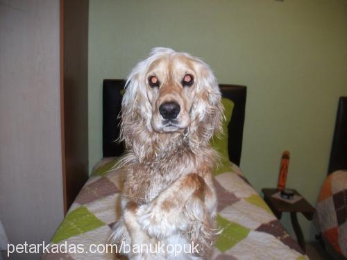 köpük Erkek İngiliz Cocker Spaniel