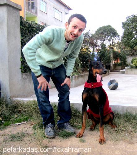 kekik Dişi Doberman Pinscher