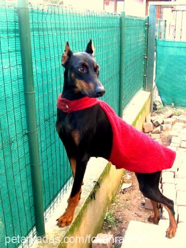 kekik Dişi Doberman Pinscher