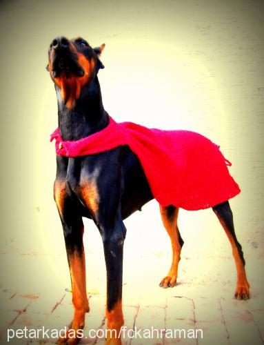 kekik Dişi Doberman Pinscher