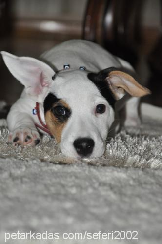 betty Dişi Jack Russell Terrier