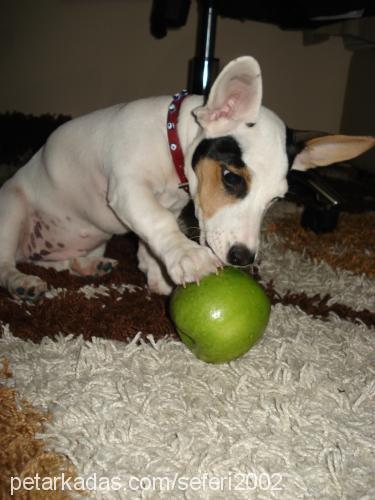 betty Dişi Jack Russell Terrier