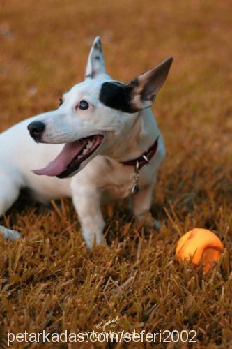 betty Dişi Jack Russell Terrier