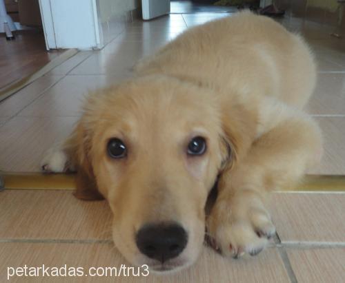 yuki Dişi Golden Retriever