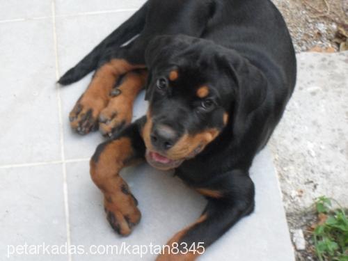 daisy Dişi Rottweiler