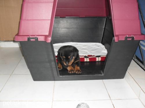 daisy Dişi Rottweiler