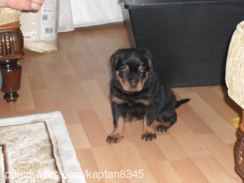 daisy Dişi Rottweiler