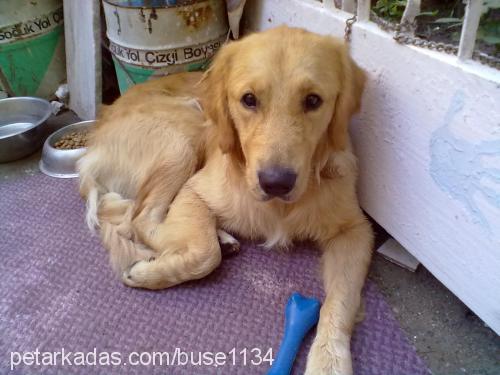 odie Erkek Golden Retriever