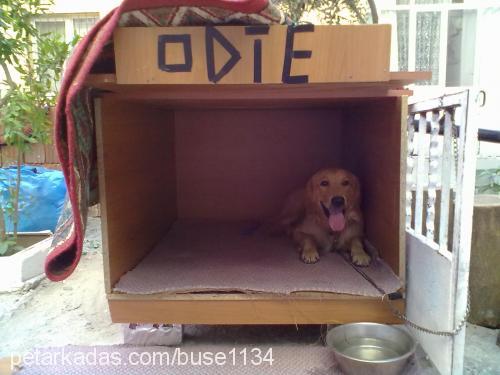 odie Erkek Golden Retriever