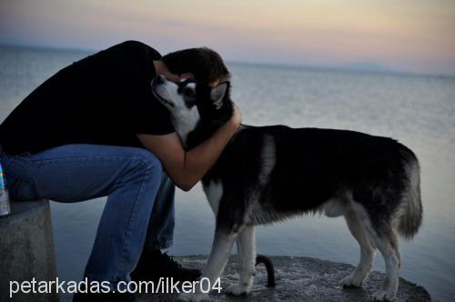 paşa Erkek Alaskan Malamute