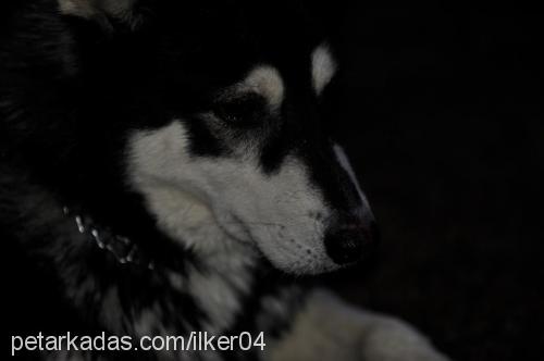 paşa Erkek Alaskan Malamute