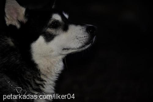 paşa Erkek Alaskan Malamute