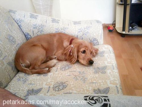 mayla Dişi İngiliz Cocker Spaniel