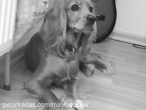 mayla Dişi İngiliz Cocker Spaniel