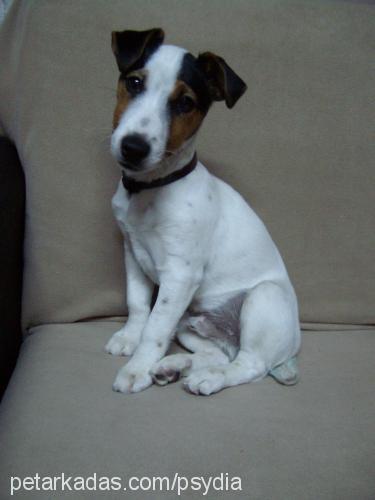 judas Erkek Jack Russell Terrier