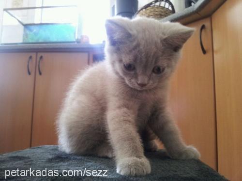 baron Erkek British Shorthair