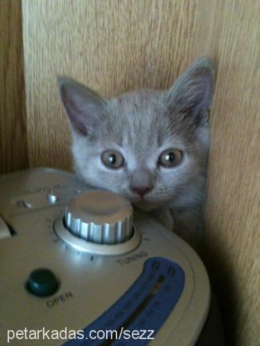 baron Erkek British Shorthair