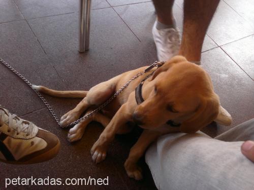 badem Dişi Labrador Retriever