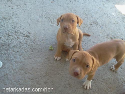 paris Dişi Amerikan Pitbull Terrier