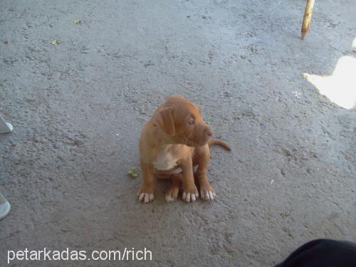 paris Dişi Amerikan Pitbull Terrier