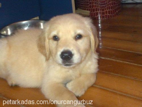 baileys Erkek Golden Retriever