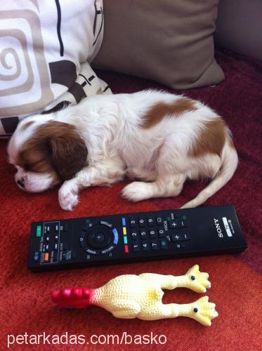 maggie Dişi Cavalier King Charles Spanieli