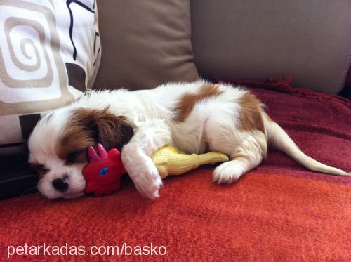 maggie Dişi Cavalier King Charles Spanieli