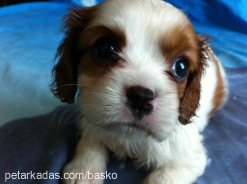 maggie Dişi Cavalier King Charles Spanieli