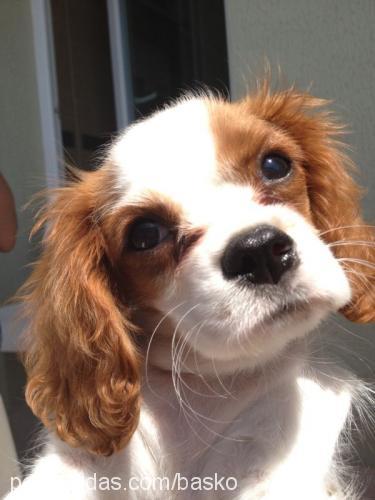 maggie Dişi Cavalier King Charles Spanieli