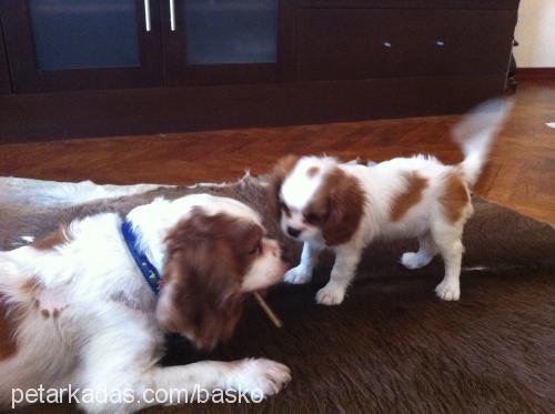 maggie Dişi Cavalier King Charles Spanieli