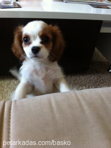 maggie Dişi Cavalier King Charles Spanieli