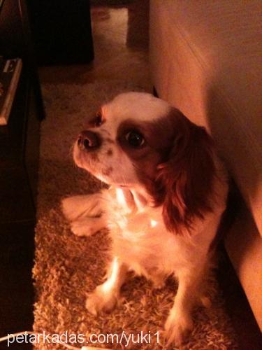 yuki Erkek King Charles Spaniel