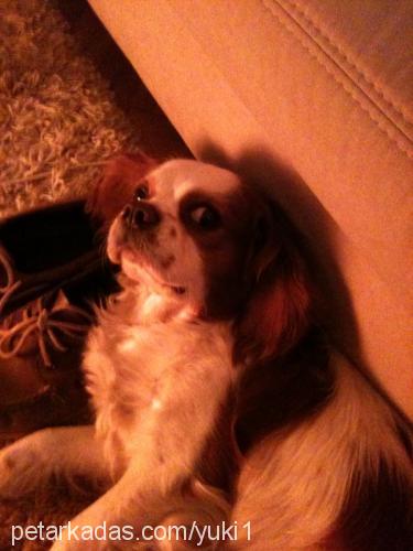 yuki Erkek King Charles Spaniel