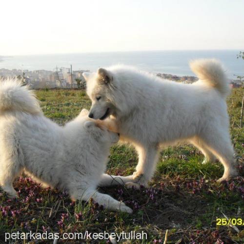 pamuk Dişi Samoyed