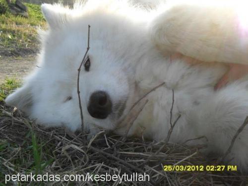 pamuk Dişi Samoyed