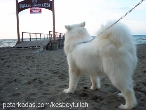 pamuk Dişi Samoyed