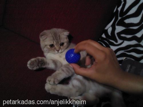 telve Dişi Scottish Fold